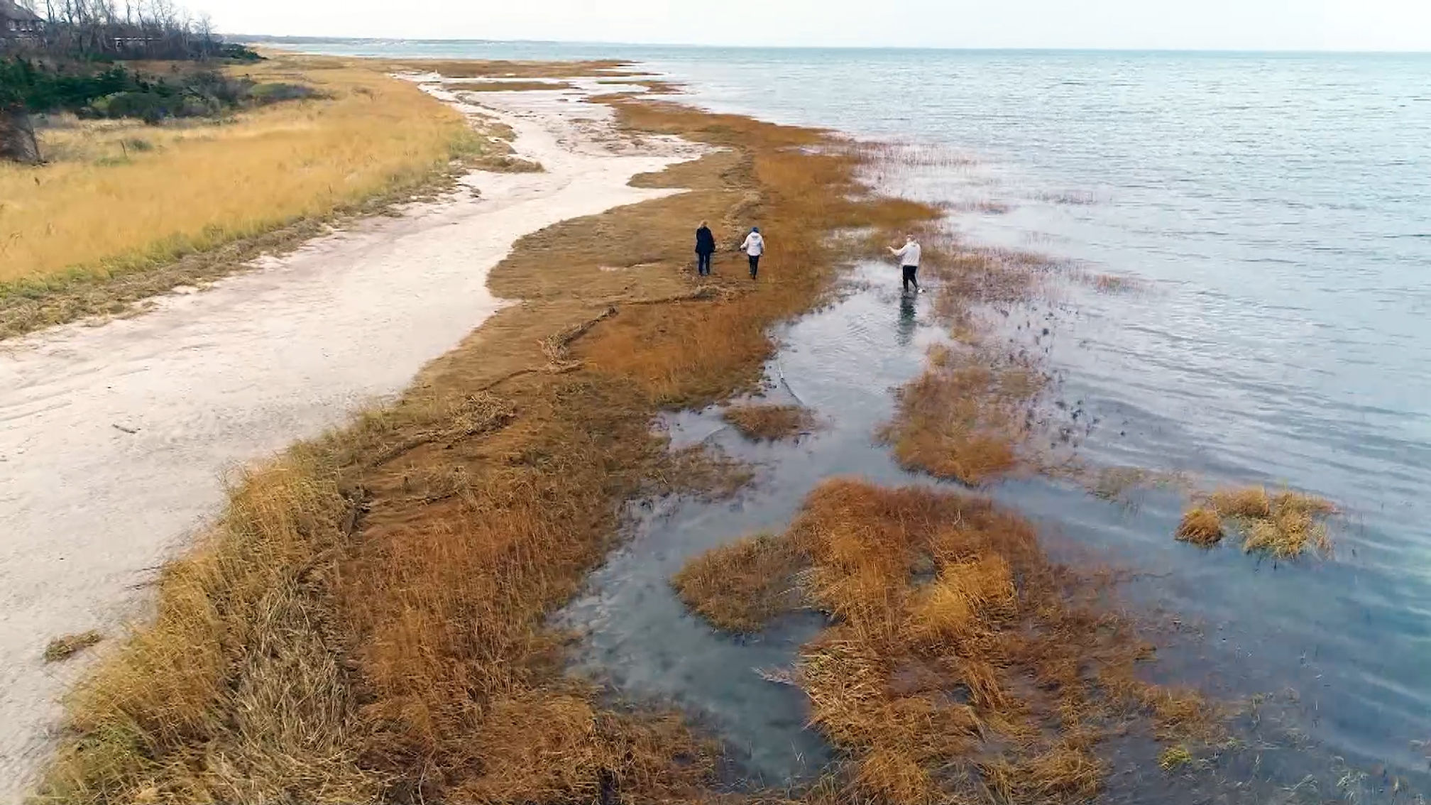 Sea Turtle Rescue on Cape Cod